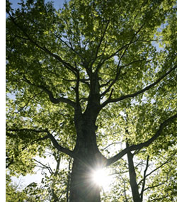 Image of a large tree with the sun behind it.
